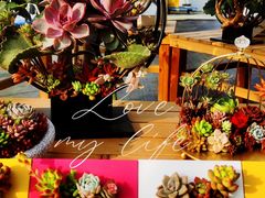 -龙大花卉苗木市场