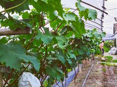 -马陆小张葡萄园农家乐