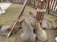 -上海野生动物园