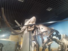 -国家自然博物馆