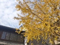 -乌镇景区