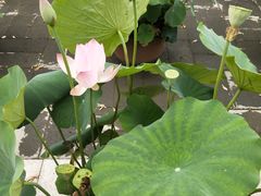 -莲花池公园