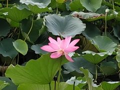 -大兴滨河森林公园