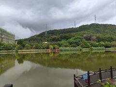 -梧桐庄园