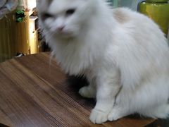 -十年猫舍·猫咪专门店(普陀店)