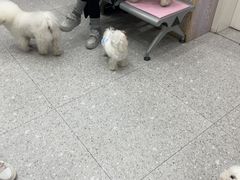 -四月宠物医院·猫专科·心脏专科·内科(转塘店)