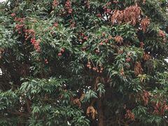 -松山湖梦幻百花洲