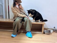 -是阿柴呀！柴犬咖啡·爱喵喵猫咖