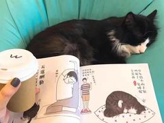 -宠爱多约克夏马尔济斯泰迪小型犬专卖