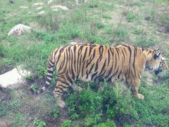 android_upload_pic-西安秦岭野生动物园