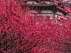 -洋湖国家湿地公园