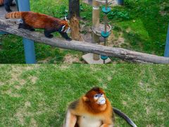 -西霞口神雕山野生动物世界