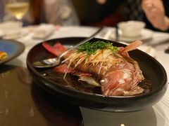 清蒸东星斑-广州富力丽思卡尔顿酒店·丽轩·粤菜