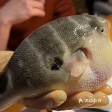 大爱河豚鱼