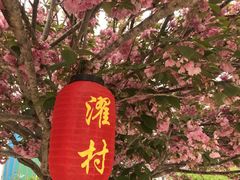 -莱阳濯村樱花园