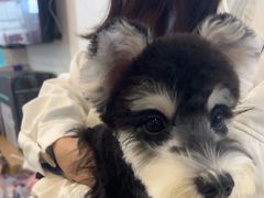 -翊宠yipet猫狗购宠庄园犬舍•猫舍