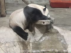 -栾川竹海野生动物园