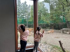 -上海野生动物园老虎餐厅