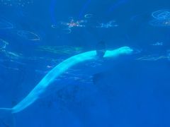 -海合安成都极地海洋公园