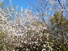 -北京西山国家森林公园