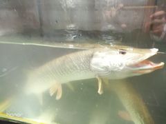 -新疆风味冷水鱼庄(友谊峰路店)