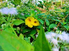 -亚龙湾国际玫瑰谷