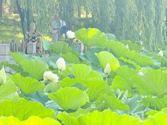 -莲花池公园