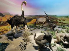 -国家自然博物馆