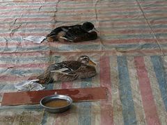 -南宁良凤江国家森林公园