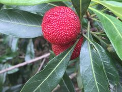 -西山樟坞健康果园枇杷杨梅采摘