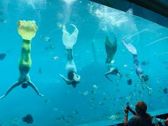 -瑞德姆美人鱼海底演艺主题餐厅(亚龙湾店)