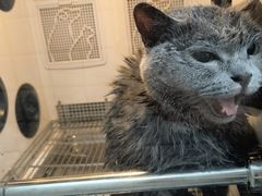 -瑞派宠物医院·犬猫全科·猫友好(宾水西道店)