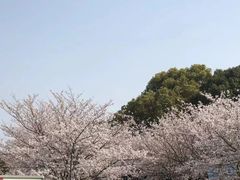 -高东镇樱花园