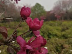 -洛阳市隋唐城遗址植物园