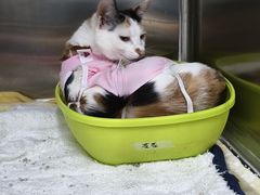 -瑞派动物医院·猫专科·至诚(江南中分院)