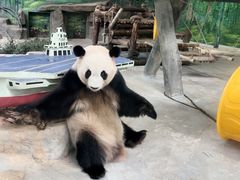 -灵玲国际马戏城
