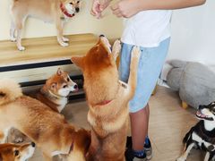 -柴犬高等学院·狗咖·柴犬售卖·宠物训练