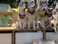 -Husky Go! 哈士奇体验馆·宠物咖啡厅狗咖