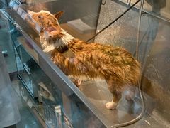 -PETKIT 小佩宠物·低压洗护·美容·寄养(安远店)