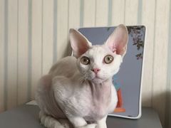 -瑞派宠物医院·犬猫全科·猫友好(宾水西道店)