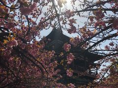 -西安青龙寺遗址景区