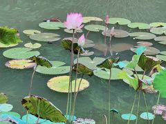 -曼听御花园