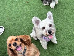 -爪吧宠物乐园 (温榆河示范区店)