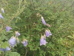 -白草畔自然风景区