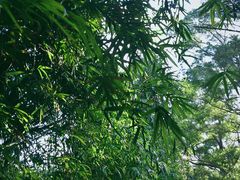 -金鸡山公园