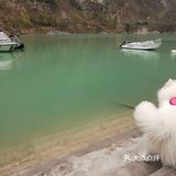 带着狗狗去远方🌞