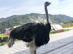 -趣飞飞黑麋峰国际滑翔伞基地