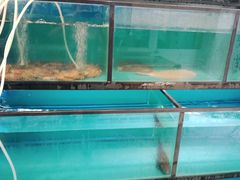 水产区-碧海银沙海鲜餐厅(恒大海上威尼斯店)