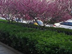 -凯德MALL(望京店)