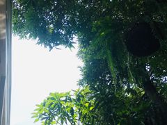-Fern Forest Cafe